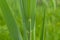 Green meadow reed plant closeup