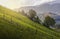 Green meadow and rustic fences