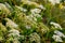 Green meadow with shepherd's purse plant or Capsella bursa-pastoris close up