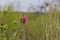 Green meadow with spring thistles in spring