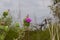 Green meadow with spring thistles in spring