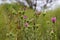 Green meadow with spring thistles in spring