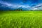 Green meadow and stormy sky