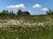 Green meadow in summer with blooming flower with snowy mountain