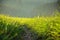 Green meadow in the sunshine