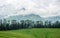 Green Meadow Surrounded by Deodar Tree in Himalayas, Sainj Valley, Shahgarh, Himachal Pradesh, India