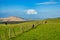 Green meadow and tall dunes, Northland, New Zealand