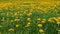 Green meadow with thousands of dandelion plants
