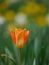 Green meadow tulips