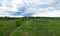 Green meadow under the blue cloudy sky