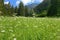 Green meadow in Valgardena