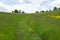 Green meadow valley path flowers