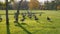 On green meadow walks flock of Canada Geese. Clear autumn day, Crystal clear air. Park in Buffalo, USA