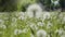 Green meadow of white dandelions. Spring forest meadow flowers landscape.