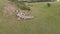 Green meadow with white grey cattle. Aerial photography