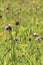 Green meadow width plants. The rays of the sun brighten the meadow.