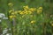 Green meadow width yellow flowers. The rays of the sun brighten the meadow.