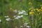 Green meadow width yellow and white flowers. The rays of the sun brighten the meadow.