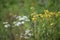 Green meadow width yellow and white flowers. The rays of the sun brighten the meadow.