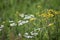 Green meadow width yellow and white flowers. The rays of the sun brighten the meadow.