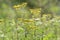 Green meadow width yellow and white flowers. The rays of the sun brighten the meadow.