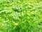 Green meadow with yellow flowers on spring day