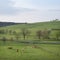 green meadows and cows at sunset in german sauerland