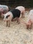 Green Meadows Farm feeding the pigs