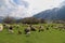 Green meadows , horses, cows, sheep