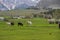 Green meadows , horses, cows, sheep