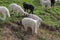 Green meadows , horses, cows, sheep