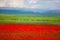 Green meadows in mountain background. Blurred poppies in foreground