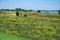 Green meadows at the natural flood zone of the river Waal, Millingerwaard, The Netherlands