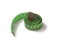 Green measuring tape is a necessary tool for tailor and seamstress