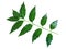 Green Medicinal herbal neem or Science name Azadirachta indica plant leaves on white background.