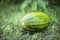 Green melon on grass in garden