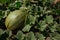 Green melon growing in the field. Unripe melon