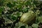 Green melon growing in the field. Unripe melon