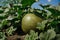 Green melon growing in the field. Unripe melon