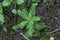 Green Meniran (Phyllanthus niruri)