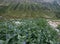 Green Mertensia Flowers in Cascade Canyon