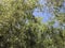 Green Mesquite Canopy