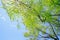 Green Mesquite tree leaves with sky