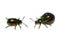 Green metallic beetles Gastrophysa viridula male and female