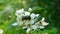 Green metallic dor beetle on white blackberry flowers
