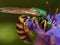 Green metallic sweat bee dives headfirst into purple flower for