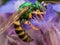 Green metallic sweat bee dives headfirst into purple flower for