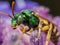 Green Metallic Sweat Bee on Purple flower