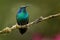 Green Mexican Violet-ear - Colibri thalassinus medium-sized, metallic green hummingbird species found in areas from Mexico to