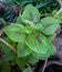 Green miana plants combined with red in the school garden